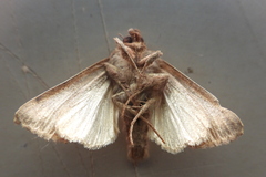 Mythimna albipuncta