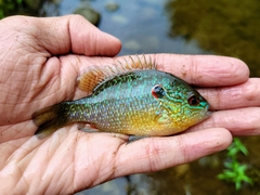 Lepomis peltastes