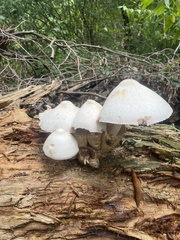 Volvariella