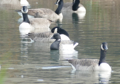 Branta bernicla