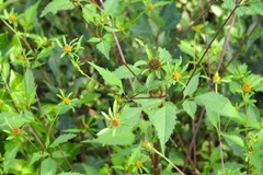 Bidens frondosa