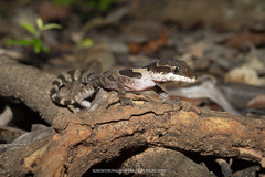 Cyrtodactylus angularis