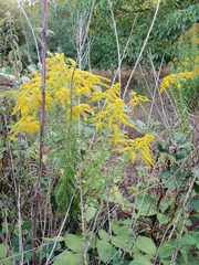 Solidago gigantea