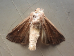Mythimna albipuncta