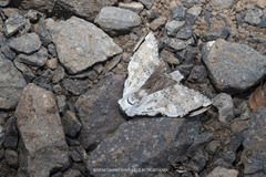 Stauroplitis accomodus