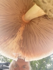 Volvariella