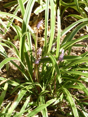 Liriope