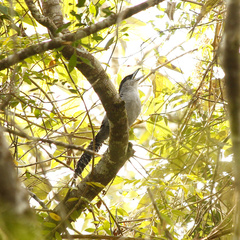 Batara cinerea