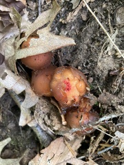 Calostoma cinnabarinum