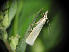 Crambus perlella