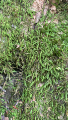 Pseudanomodon attenuatus