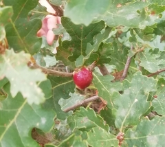 Andricus quercustozae