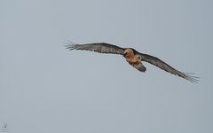 Gypaetus barbatus