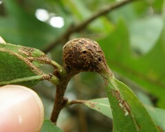 Neuroterus quercusbatatus