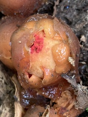 Calostoma cinnabarinum