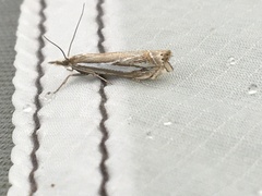 Crambus whitmerellus