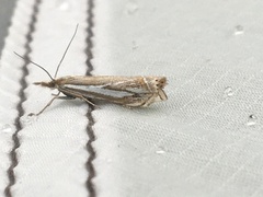 Crambus whitmerellus