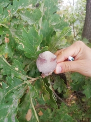 Andricus quercustozae