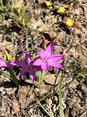 Hesperantha pauciflora