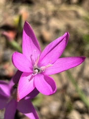 Hesperantha pauciflora