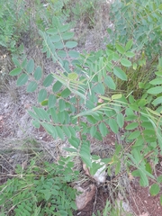 Rhus coriaria