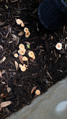 Gymnopus brassicolens