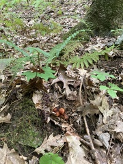 Calostoma cinnabarinum