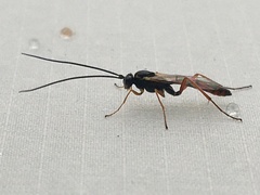 Ichneumonidae