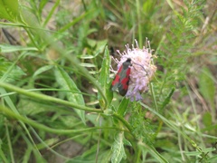 Zygaena
