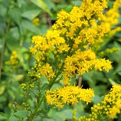 Solidago latissimifolia