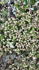 Peltigera aphthosa