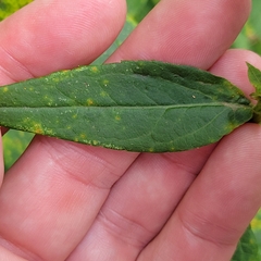 Solidago latissimifolia