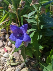 Platycodon