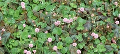 Persicaria capitata