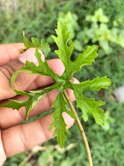 Distimake dissectus dissectus