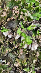 Peltigera aphthosa