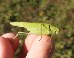 Phaneroptera falcata