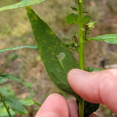 Solidago latissimifolia