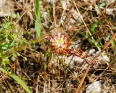 Trifolium vesiculosum