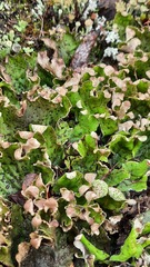 Peltigera aphthosa