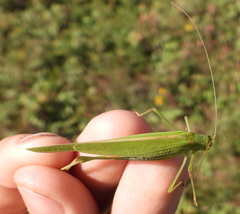 Phaneroptera falcata