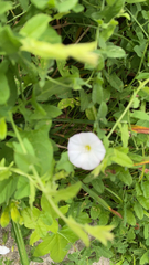 Convolvulus arvensis