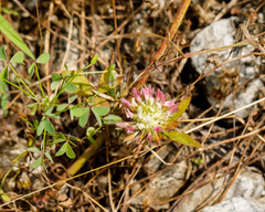 Trifolium vesiculosum
