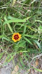 Coreopsis tinctoria