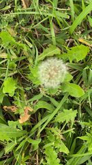 Taraxacum erythrospermum