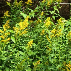 Solidago latissimifolia