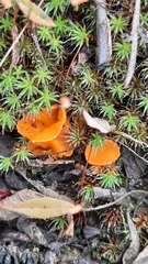 Neottiella