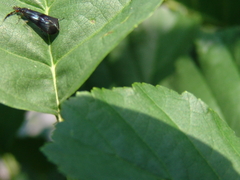 Mystacides azureus
