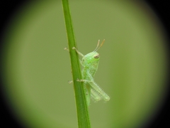 Anacridium aegyptium