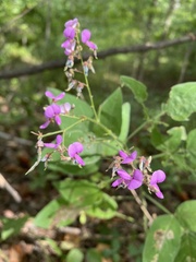 Desmodium canescens